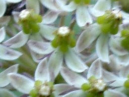 Asclepias vicaria